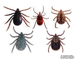Fleas, Lice, Ticks and Parasites in Spanish